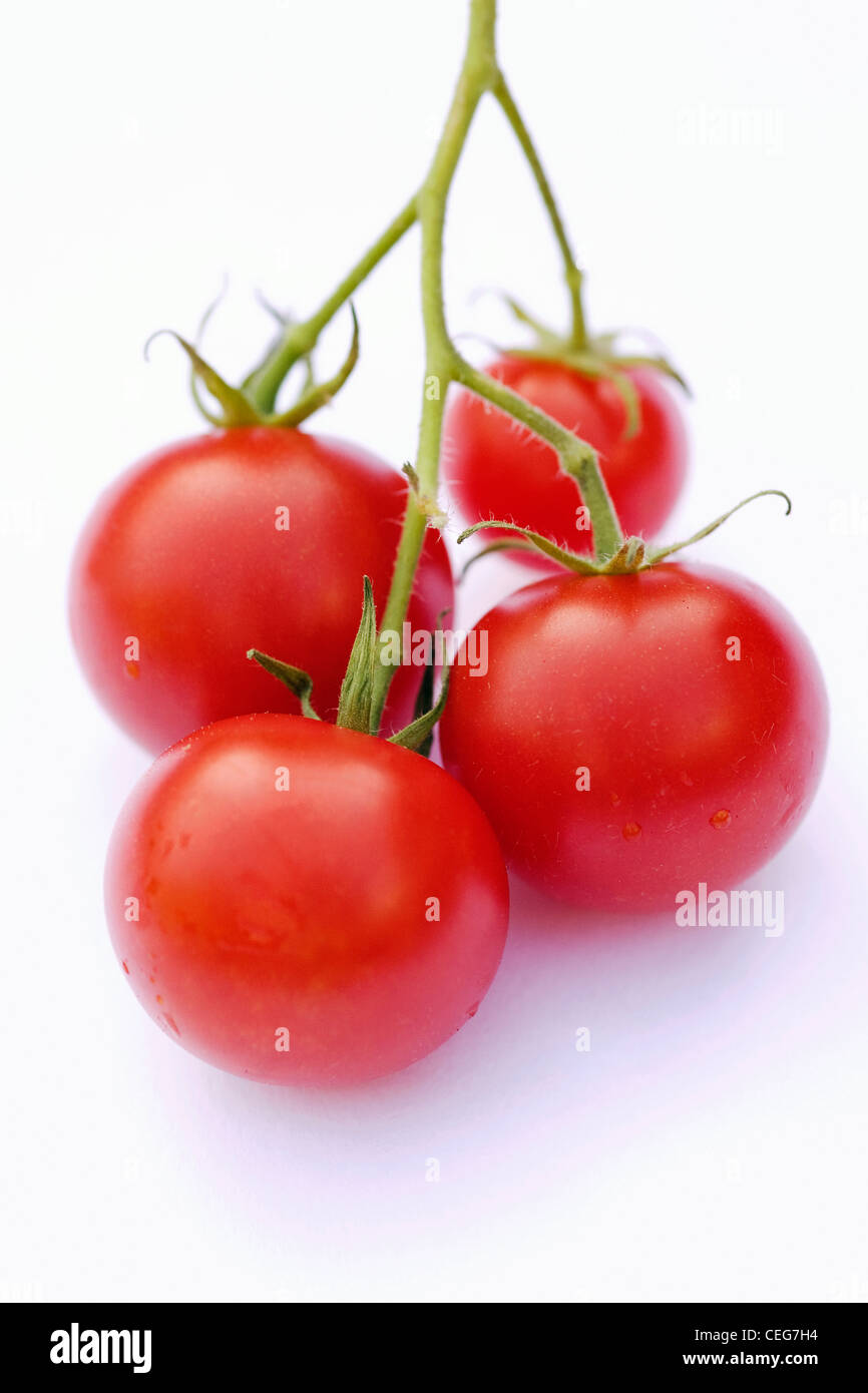 Lycopersicon Esculentum. Vier kleine Cherry-Tomaten "Gärtner Delight" auf einem weißen Hintergrund. Stockfoto