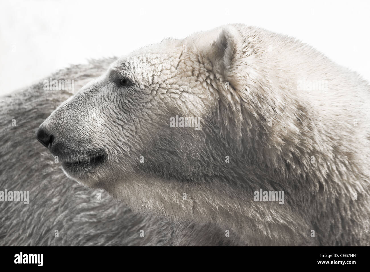 Porträt von Eisbären auf der Suche nach hinten - horizontal Stockfoto