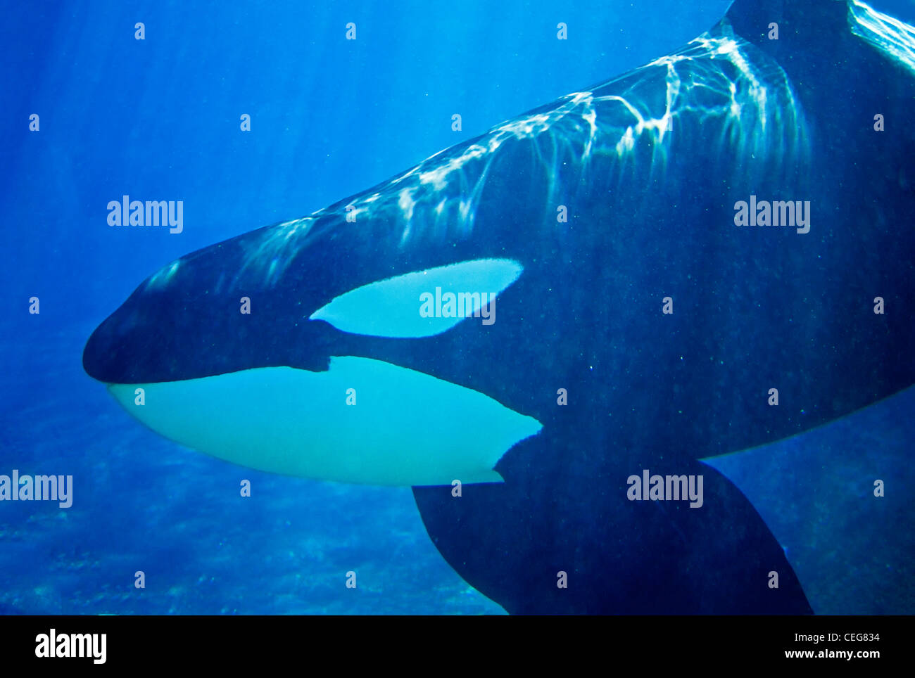Männlicher Schwertwal (Orca, Orcinus Orca) unter Wasser Stockfoto