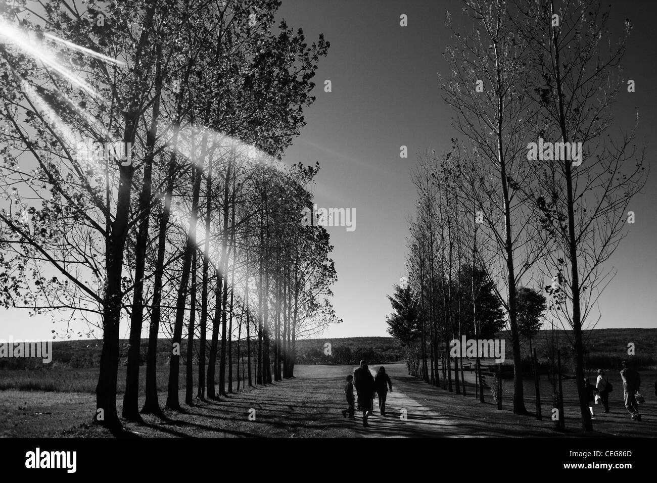 Bäume in Folge Stockfoto