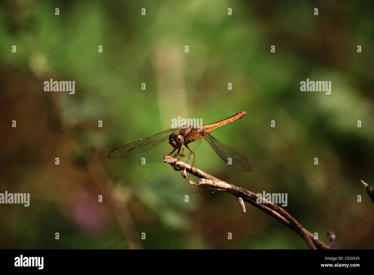 Libelle Stockfoto