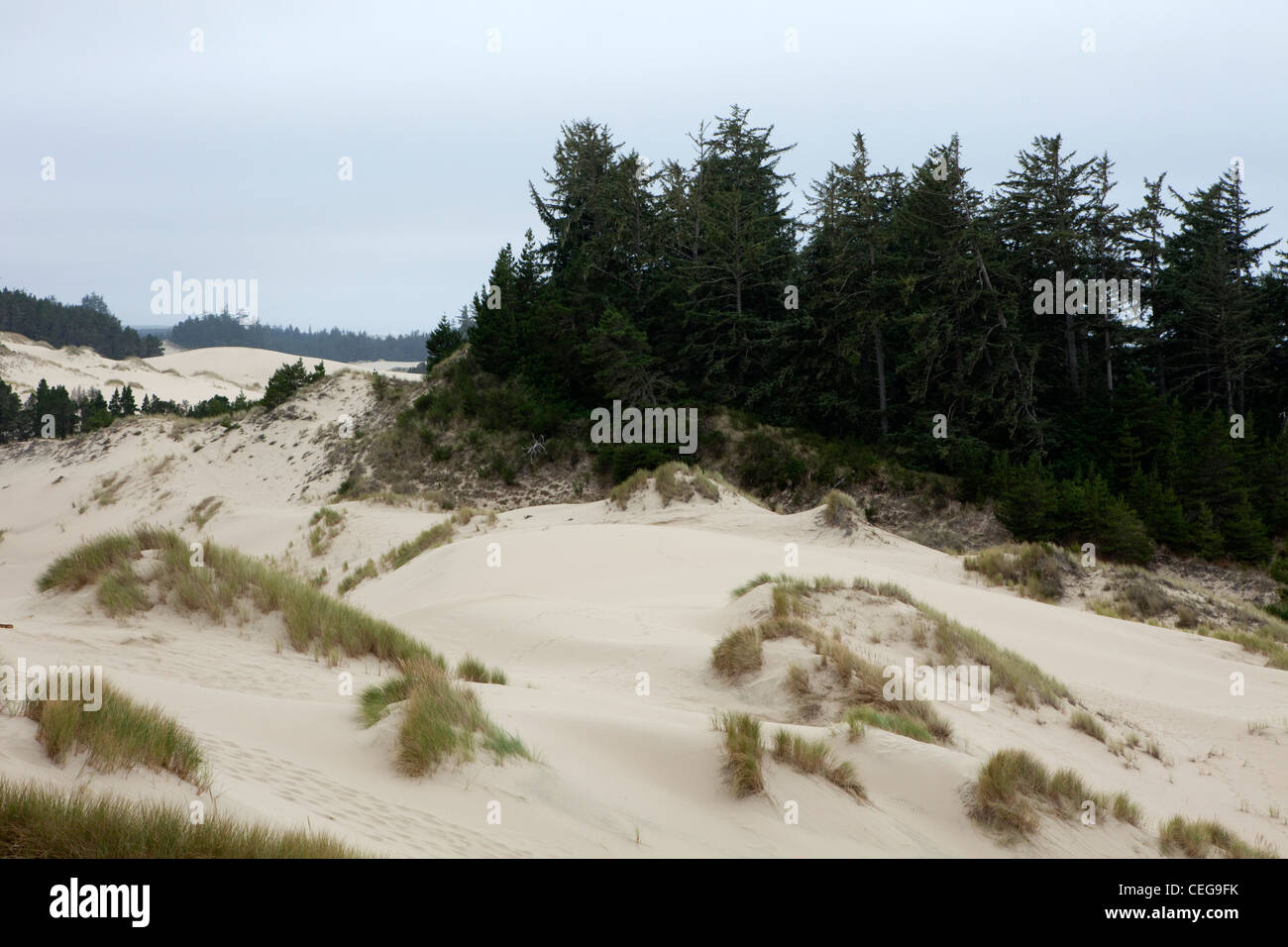 Ein Blick auf den Oregon Dunes in der Nähe von Reedsport in Oregon, USA Stockfoto