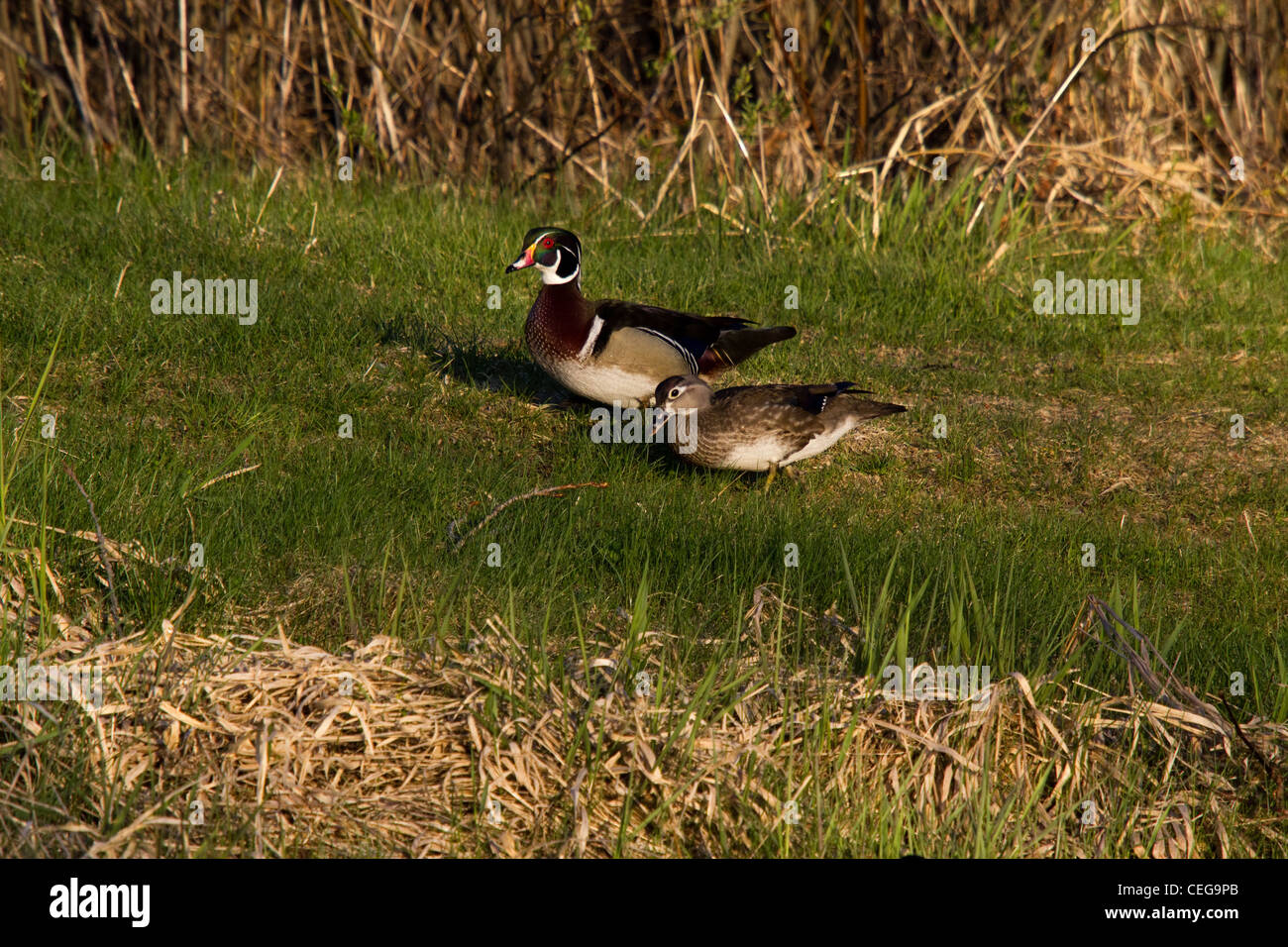 Männliche und weibliche Holz Enten im Frühjahr Stockfoto