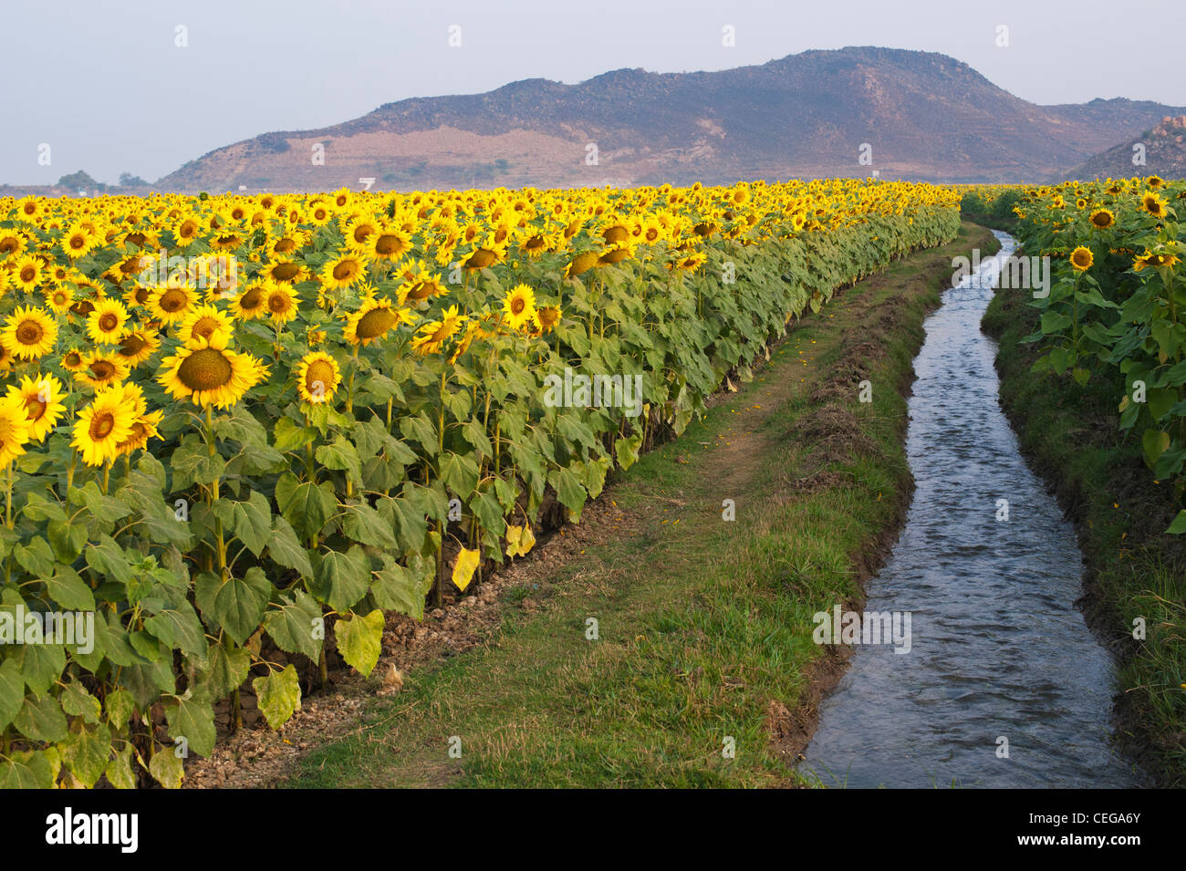 Anbau und Bewässerung von Sonnenblumen in der indischen Landschaft. Andhra Pradesh, Indien Stockfoto