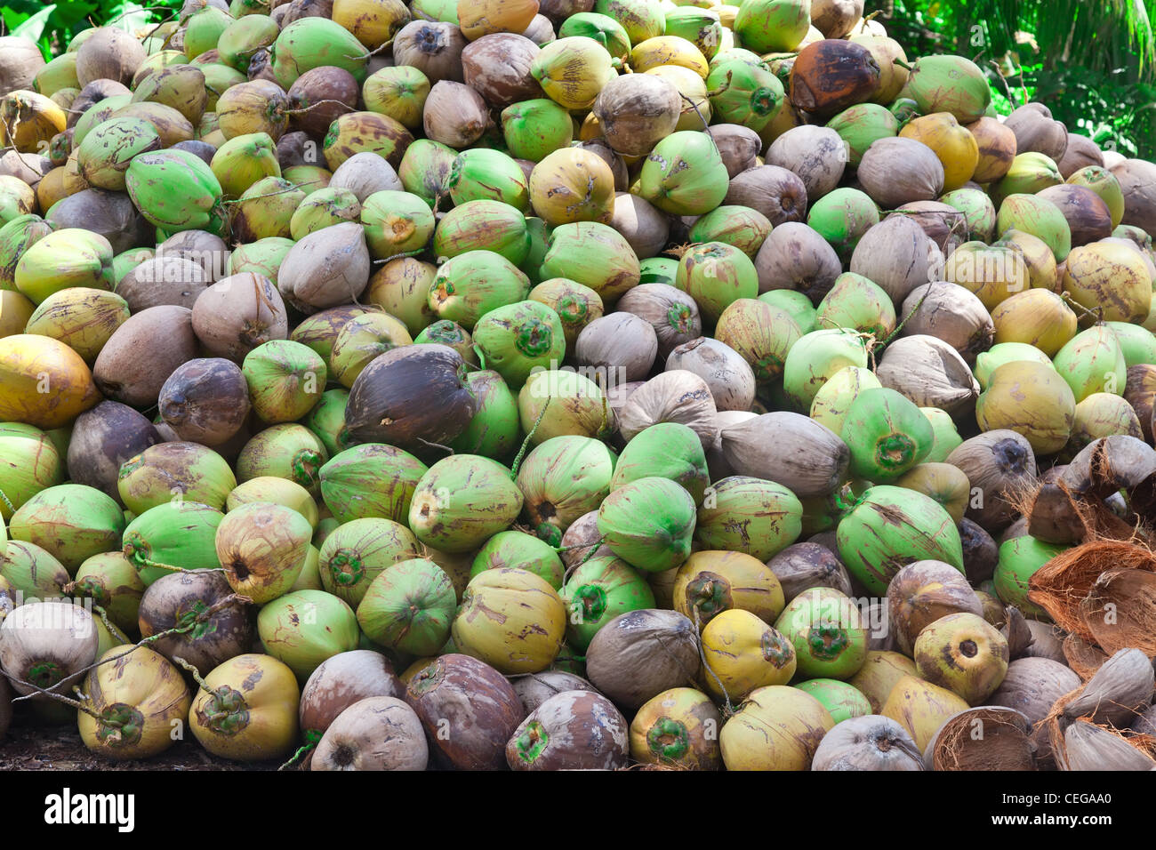 Haufen von grünen Kokosnüsse auf dem Boden, Thailand Stockfoto