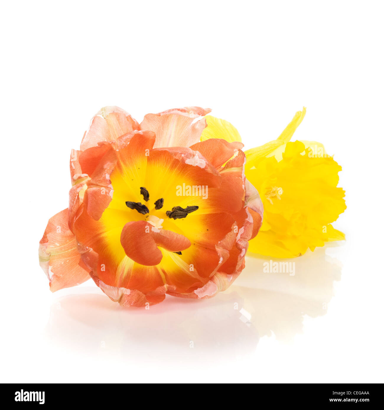 Tulpe und ausgeliehenen Lilie abstrakt auf weiß Stockfoto