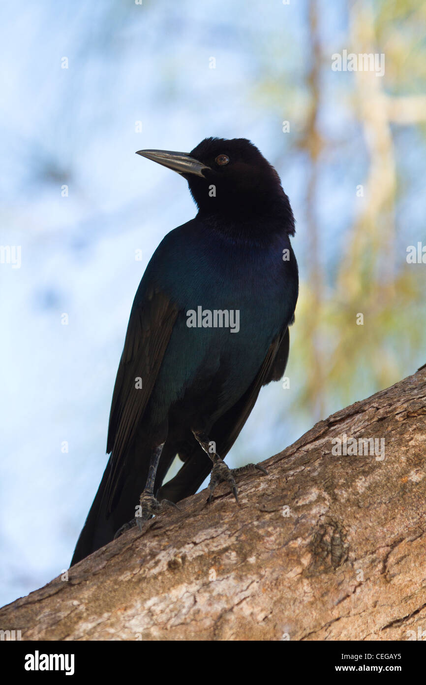 männliche Boot-angebundene Grackle (große Qusicalus) thront auf Baumstamm Stockfoto