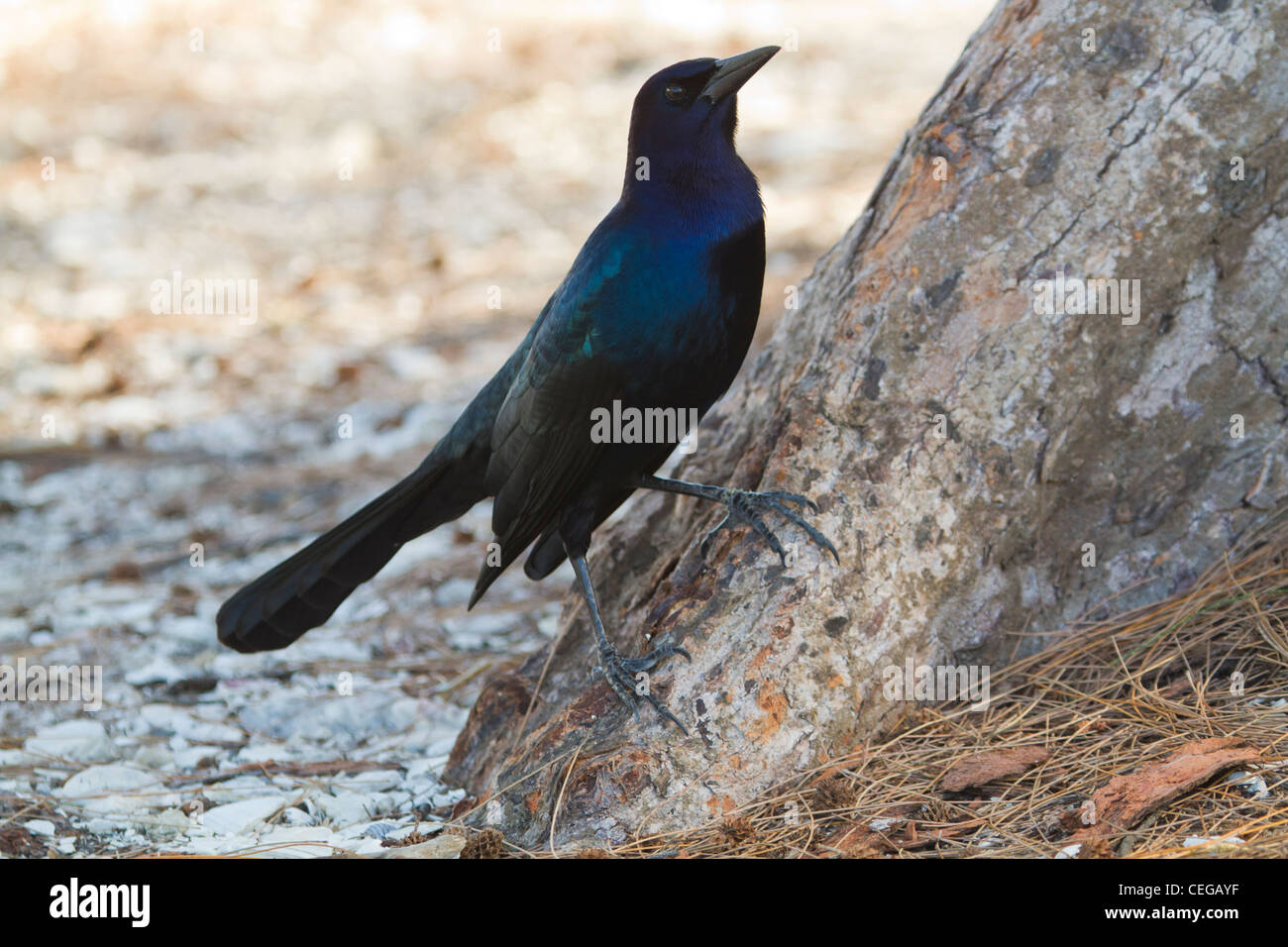 männliche Boot-angebundene Grackle (große Qusicalus) an der Basis eines Baumes Stockfoto
