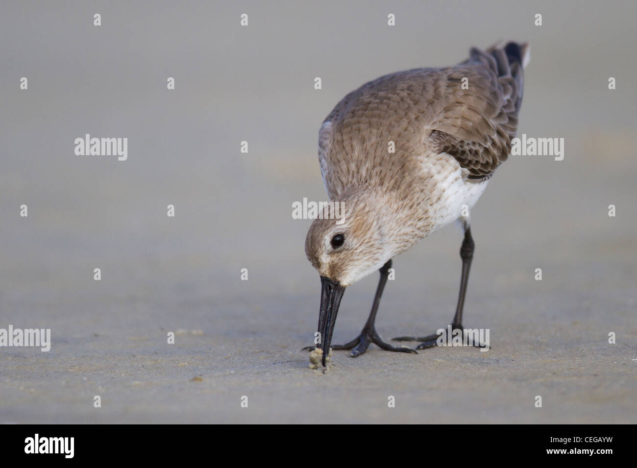 Alpenstrandläufer (Calidris Alpina) in nicht-Zucht Gefieder Fütterung am Strand Stockfoto