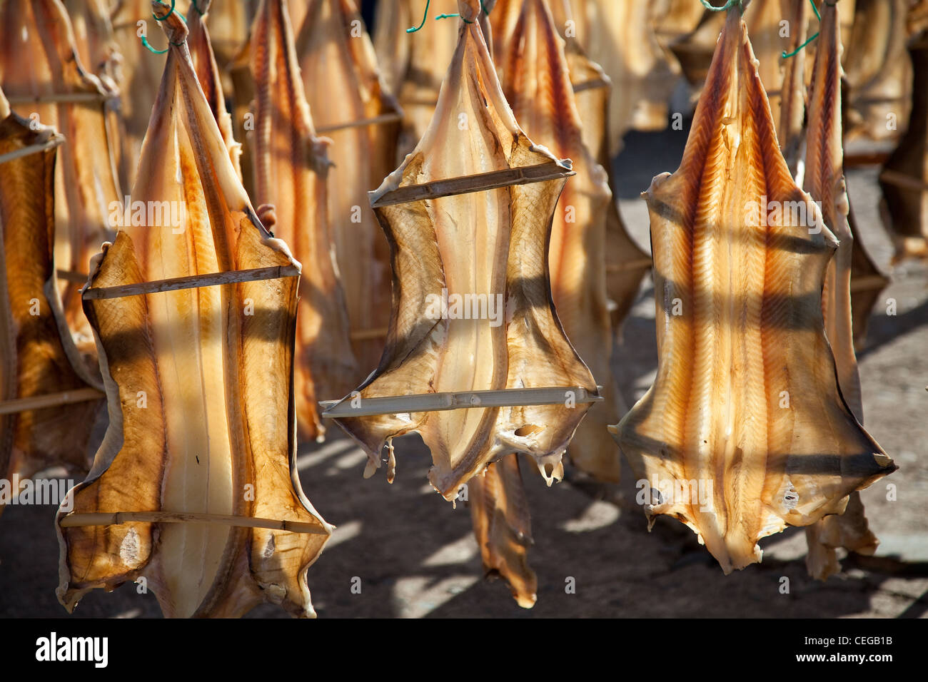 Bacalhau, gesalzener Fisch, der in der Sonne im Dorf Câmara De Lobos, Madeira, Portugal, trocknet Stockfoto