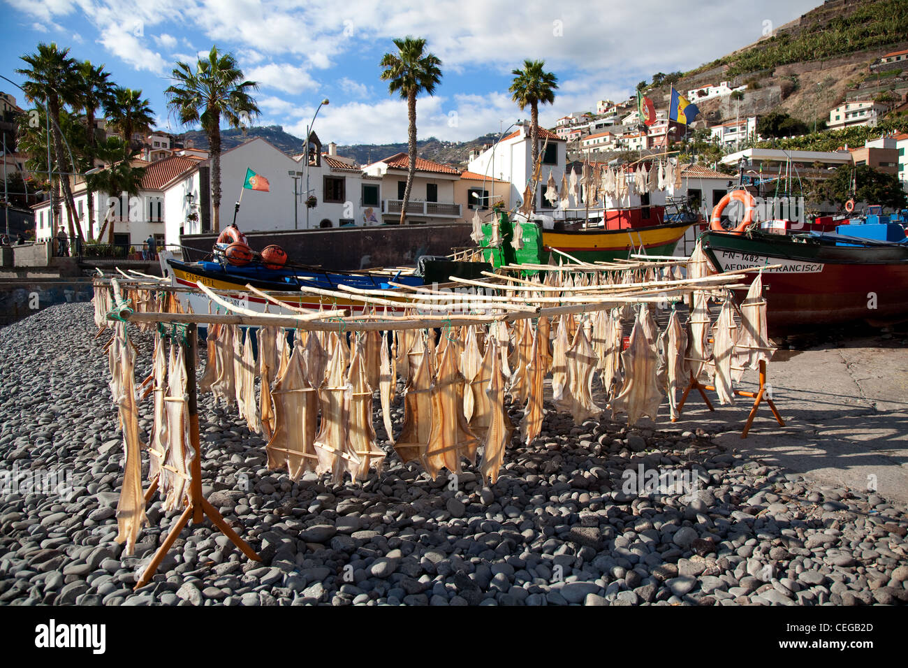 Luftgetrockneter Bacalhau-Kabeljau, außen, Fischerei, Lebensmittel, trocken, Meer, traditionell. Gesalzener Fisch, der in der Sonne im Dorf Câmara De Lobos, Madeira, Portugal, trocknet Stockfoto