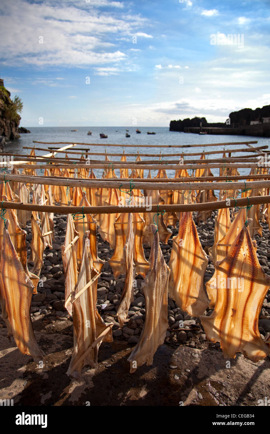 Luftgetrockneter Bacalhau-Kabeljau, außen, Fischerei, Lebensmittel, trocken, Meer, traditionell. Gesalzener Fisch, der in der Sonne im Dorf Câmara De Lobos, Madeira, Portugal, trocknet Stockfoto