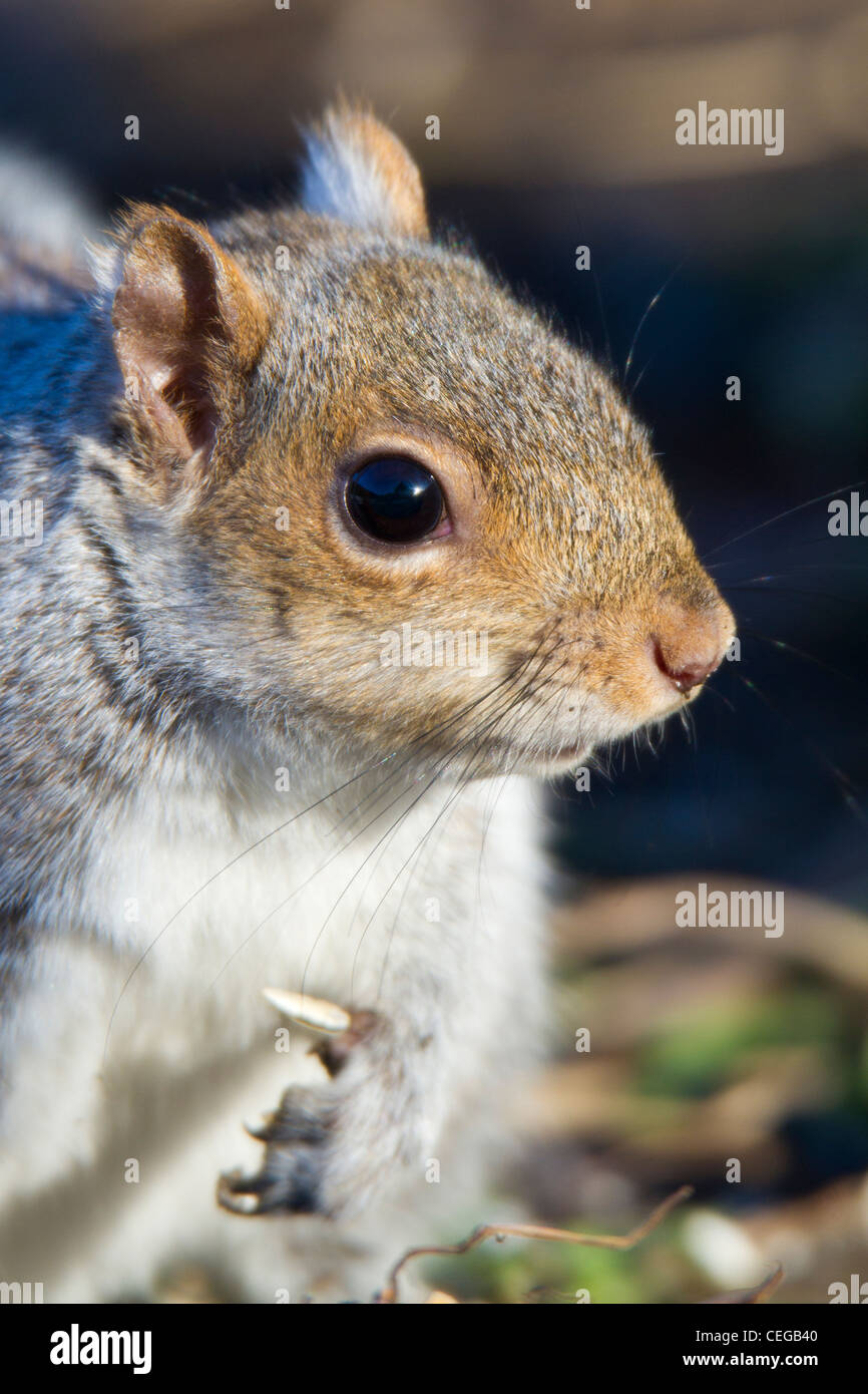 Grau-Eichhörnchen (Sciurus Carolinensis) Stockfoto