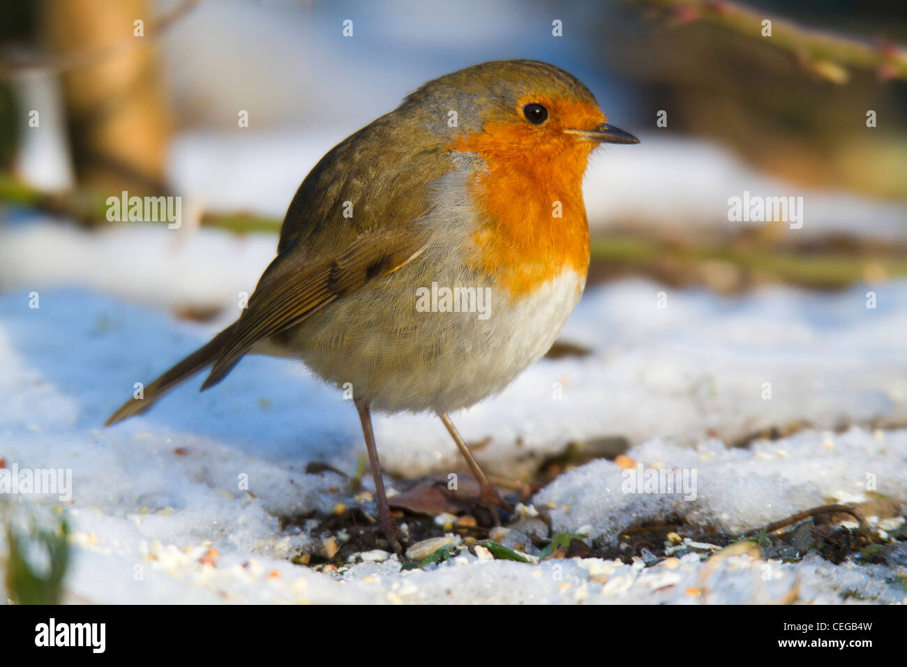 Rotkehlchen (Erithacus Rubecula) im Schnee Stockfoto