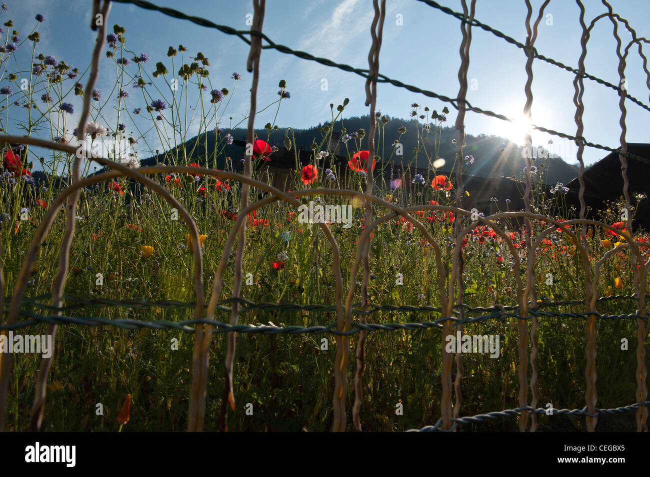 Wiesenblumen im Arêches Dorf von Savoyen. Beaufortain Tal. Rhone-Alpen-Frankreich Stockfoto