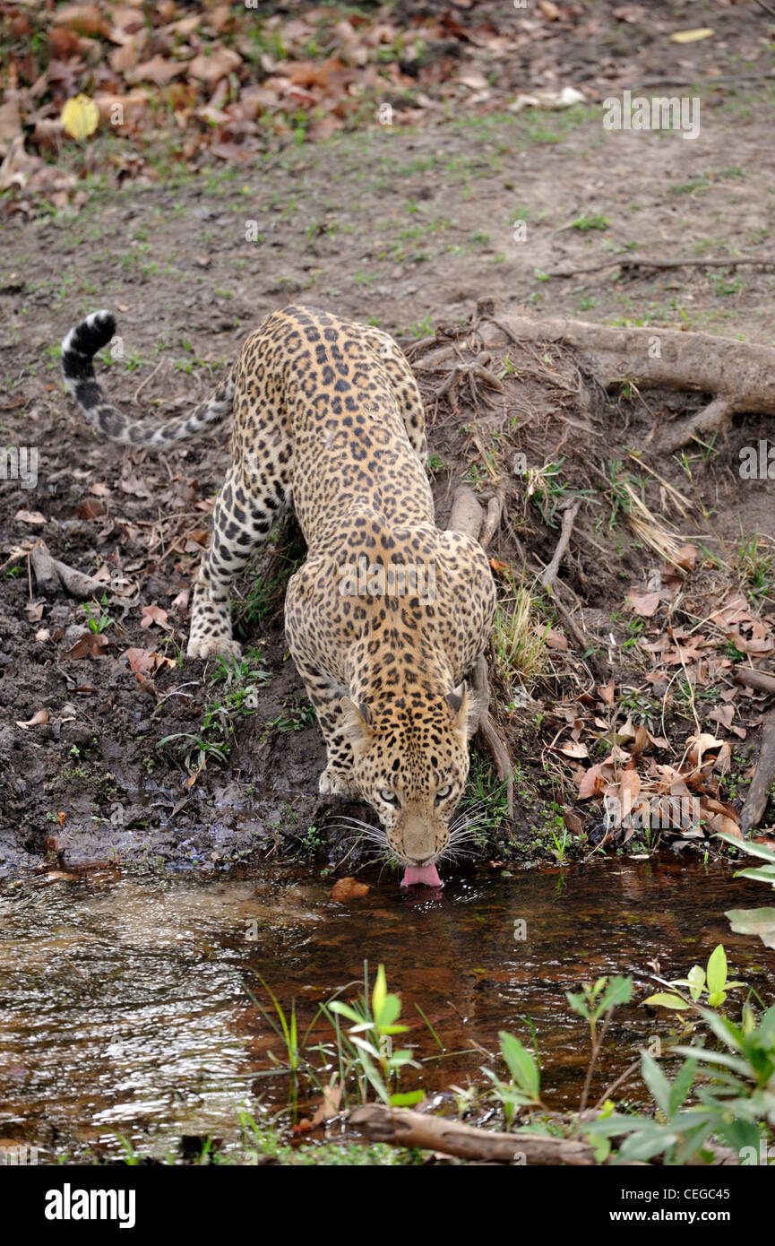 Leopard (Panthera Pardus) in Bandhavgarh National Park, Madhya Pradesh, Indien Stockfoto