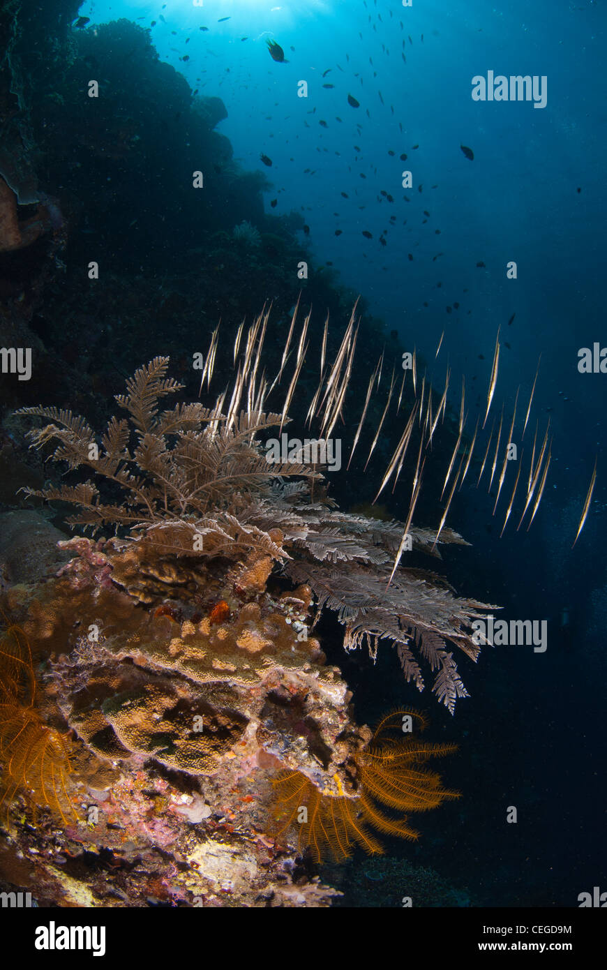 eine Gruppe von Rasiermesser oder Garnelen Fischen schwimmen entlang der Korallenwand Buanken in Indonesien. Stockfoto