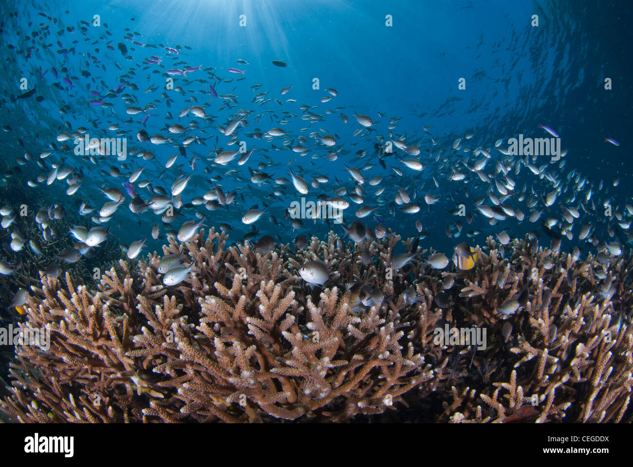 Eine große Gruppe von Demoisellen lebt in der Acropora-Steinkorallen auf das Riffdach von Bunaken Island, Indonesien Stockfoto