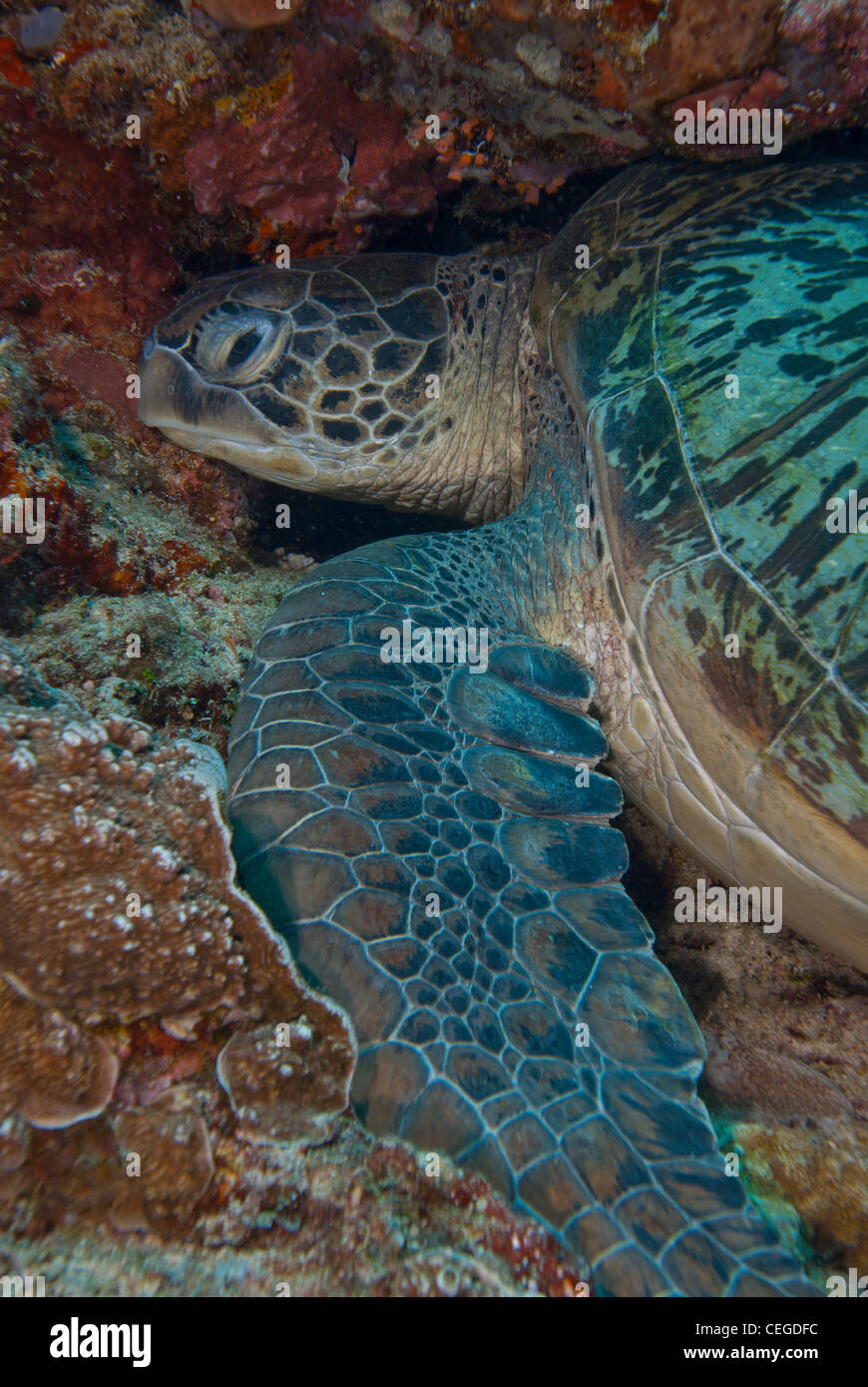 Eine riesige grüne Meeresschildkröte (Chelonia Mydas) ruhen auf dem Riff von Bunaken, Indonesien. Stockfoto