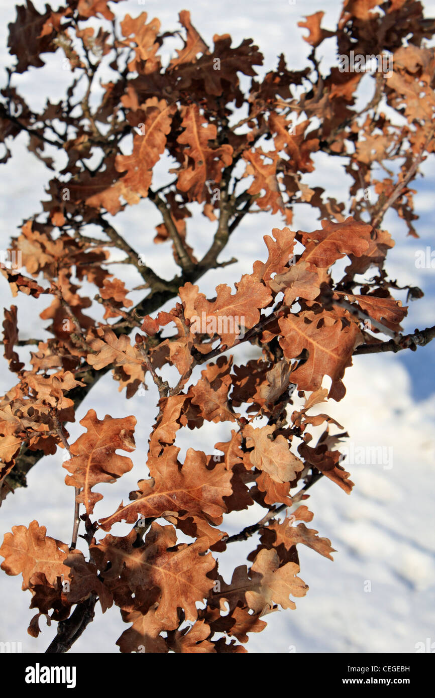 Eichenlaub und Schnee auf Epsom Downs Surrey England UK Stockfoto