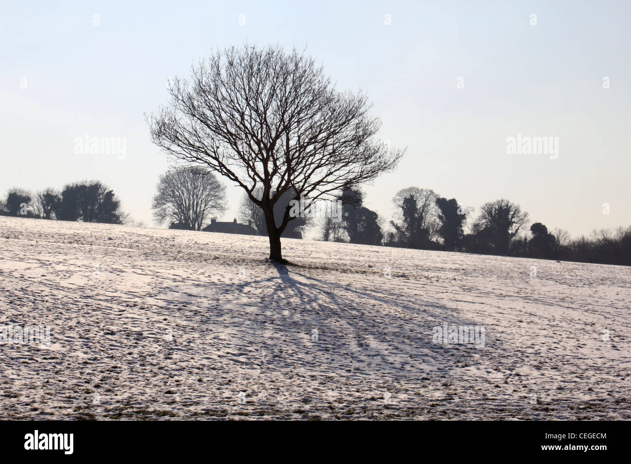 Einsamer Baum auf die schneebedeckten Hänge des Epsom Downs Surrey England UK Stockfoto