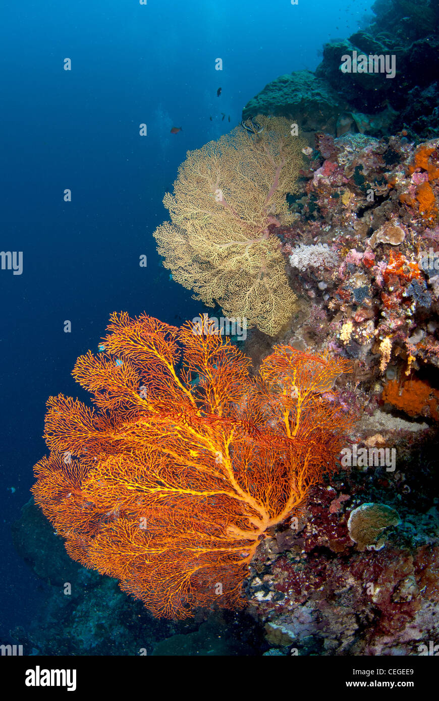 Eine unberührte Korallenriff mit Gorgonien (Gorgonien) in Indonesien. Stockfoto