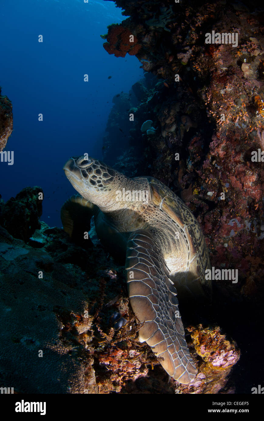 Eine riesige grüne Meeresschildkröte (Chelonia Mydas) ruhen auf dem Riff von Bunaken, Indonesien. Stockfoto