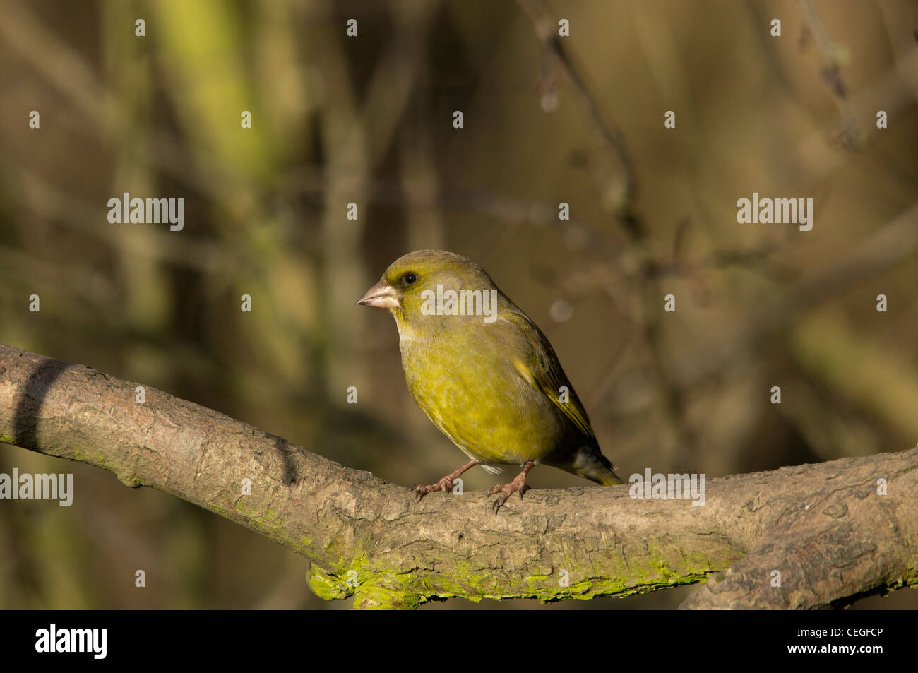 Zuchtjahr Chloris - Grünfink. Schöner Garten Vogel in Europa Stockfoto
