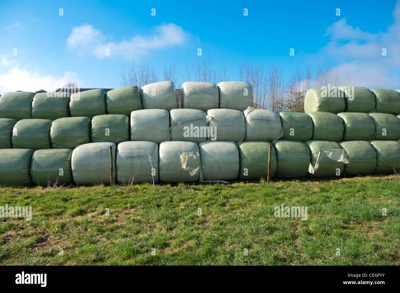 Heuballen gewickelt in grünem Kunststoff Stockfoto