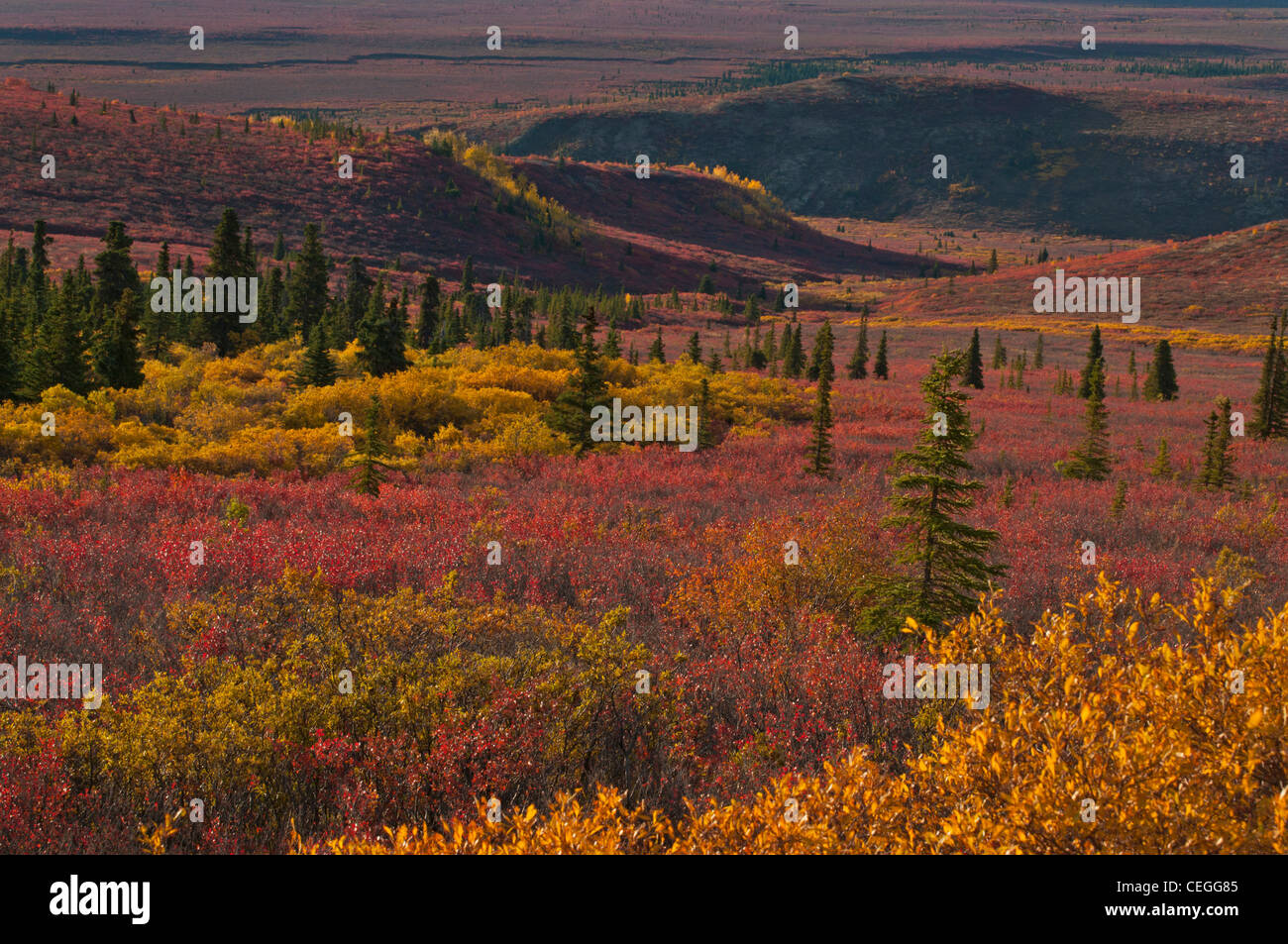 Herbst bringt einen Aufstand der Farbe auf Tundrapflanzen der Denali National Park, Zwerg Willow, Heidelbeere, Zwerg-Birke, Alaska. Stockfoto