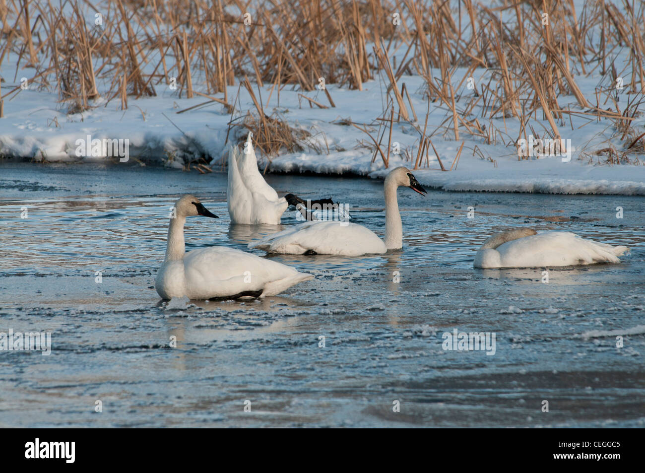 Stock Foto von Trumpeter Schwäne auf einem gefrorenen Bach. Stockfoto