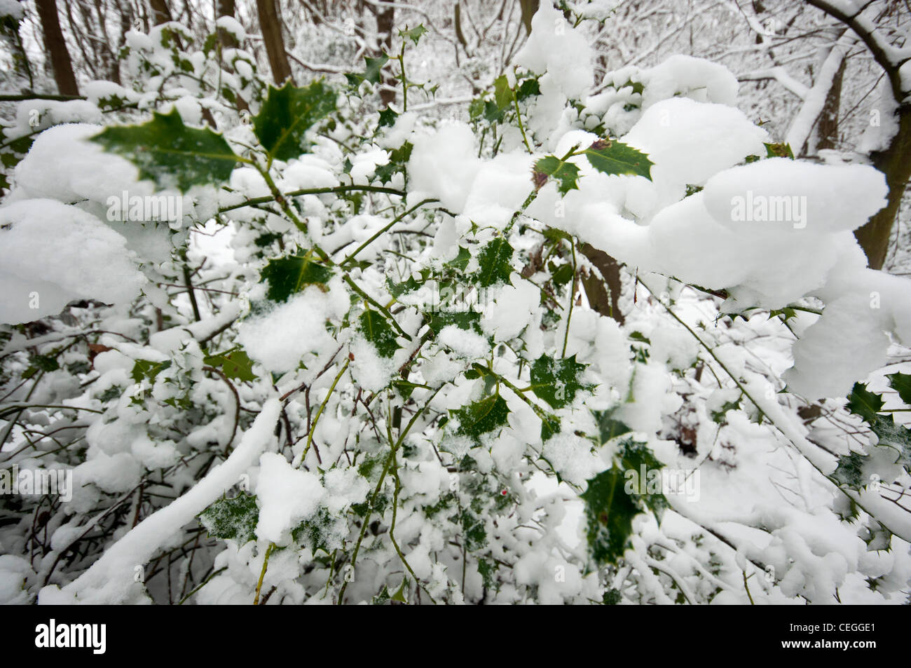 Schnee auf Holly in Blean woods Kent England uk Stockfoto