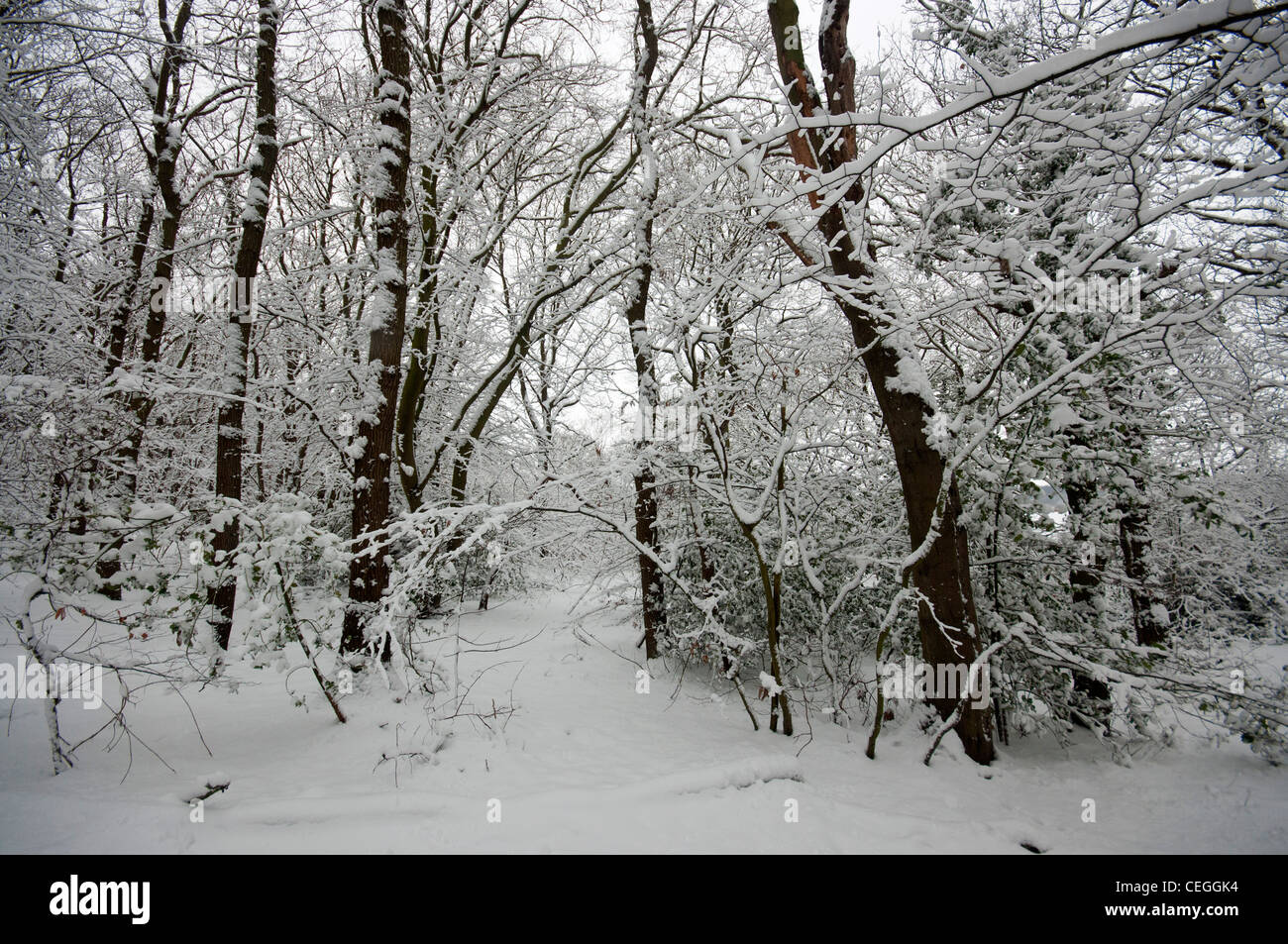 Verschneiten Wald von Bäumen gesäumten Weg in Blean woods Kent England uk Stockfoto