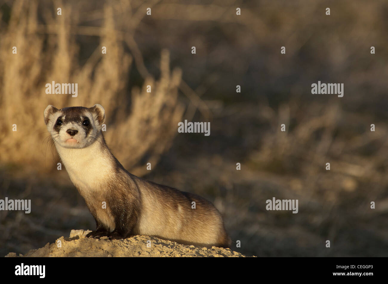 Stock Foto von ein wild Black – füßiges Frettchen in seinem Bau. Stockfoto