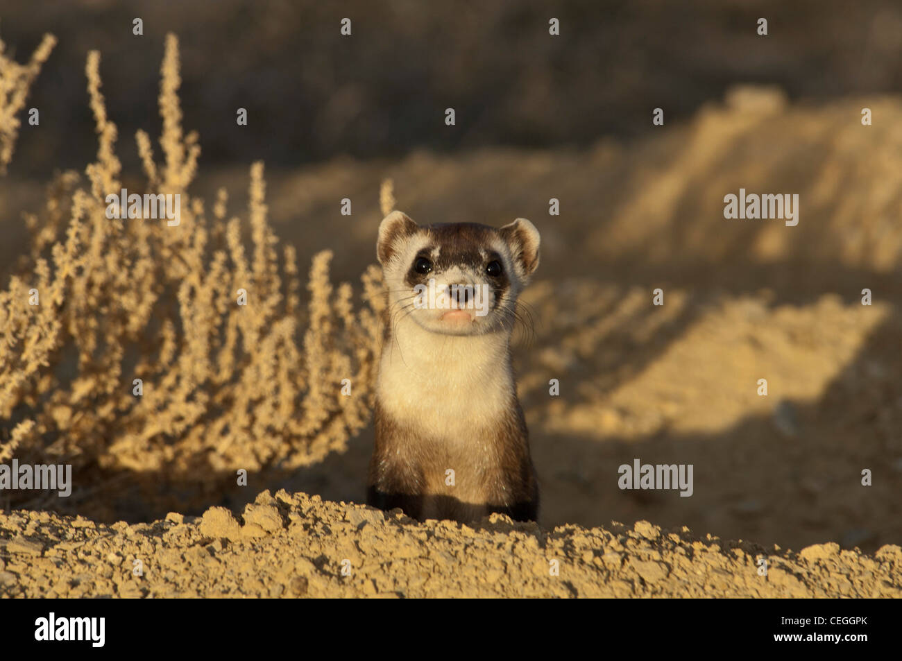 Stock Foto von ein wild Black – füßiges Frettchen in seinem Bau. Stockfoto