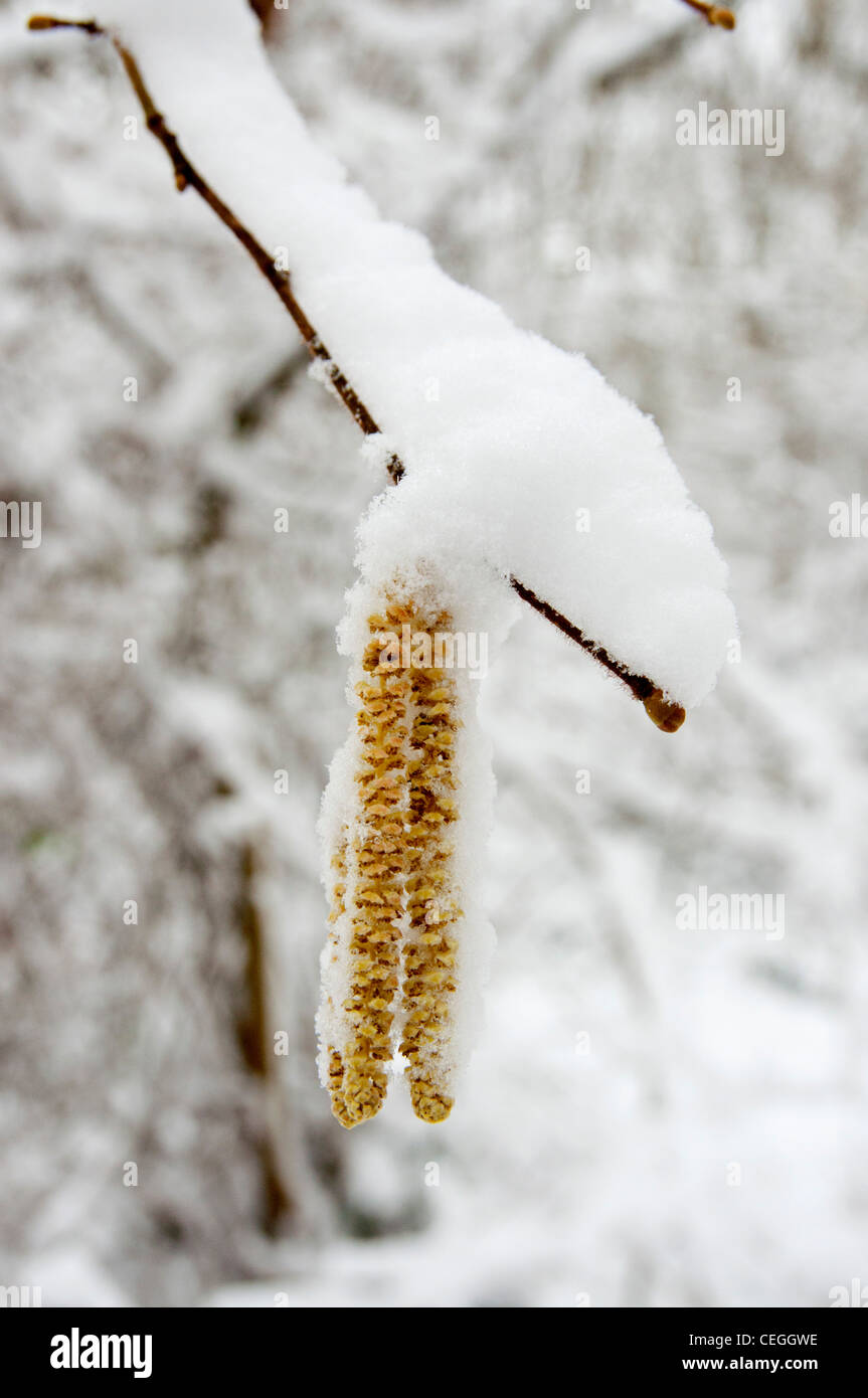 Schnee auf Ast mit Blume in Blean woods Kent England uk Stockfoto