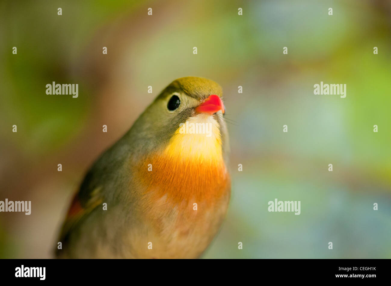 Eine Peking-Robin Stockfoto