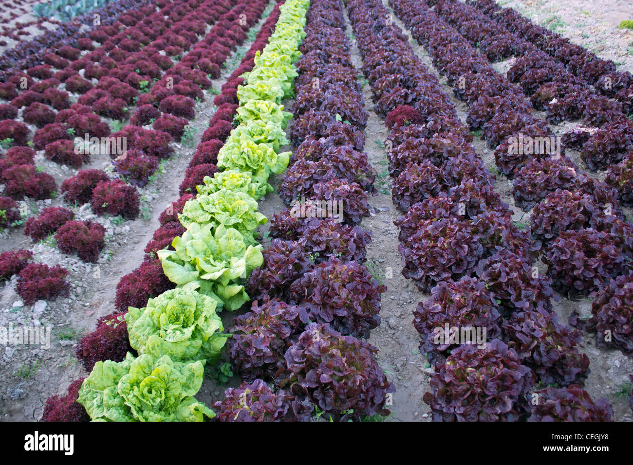 Reihen mit grünen und violetten Salat Stockfoto