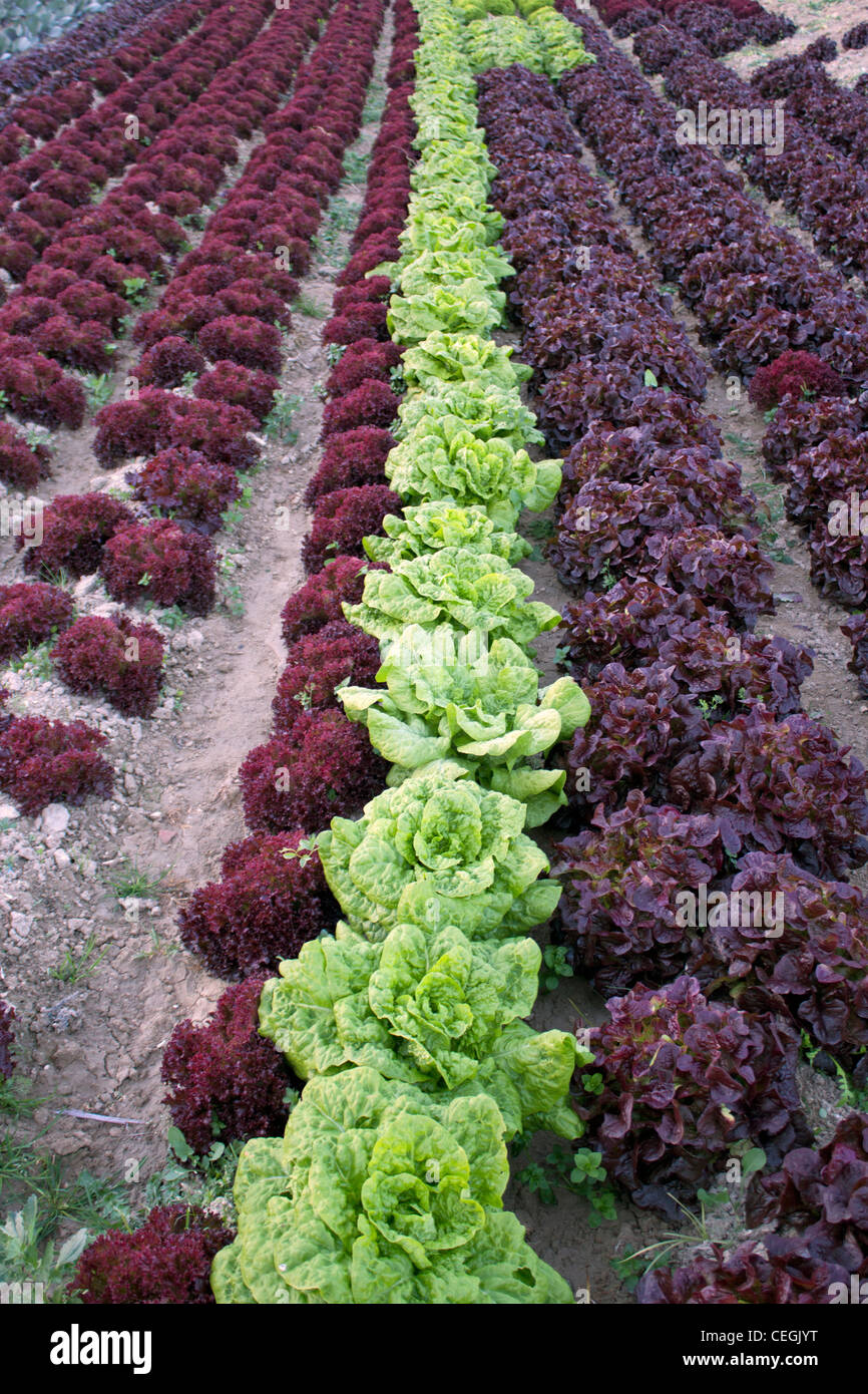 Reihen mit grünen und violetten Salat Stockfoto