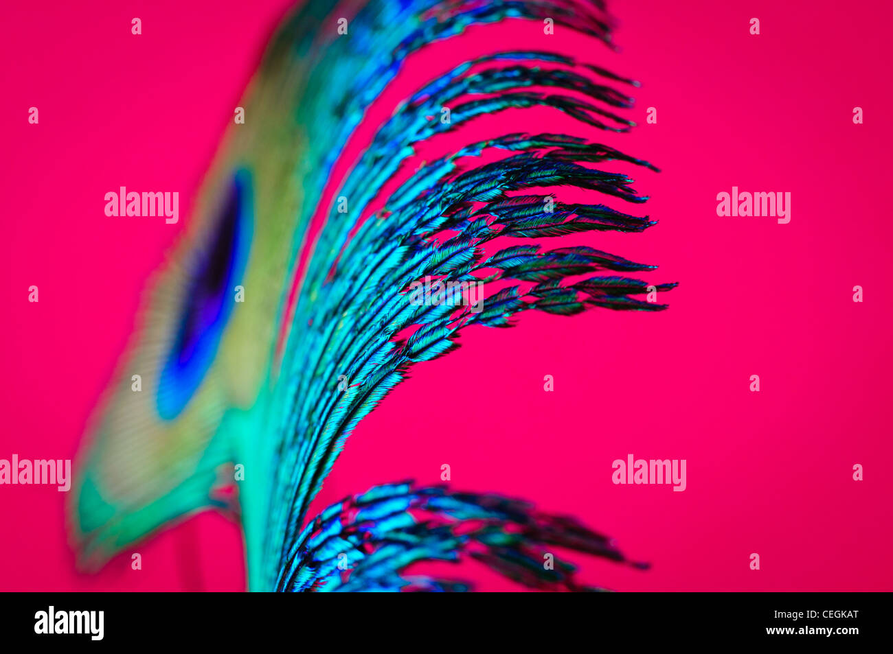 Nahaufnahme einer Pfauenfeder auf rotem Grund Stockfoto