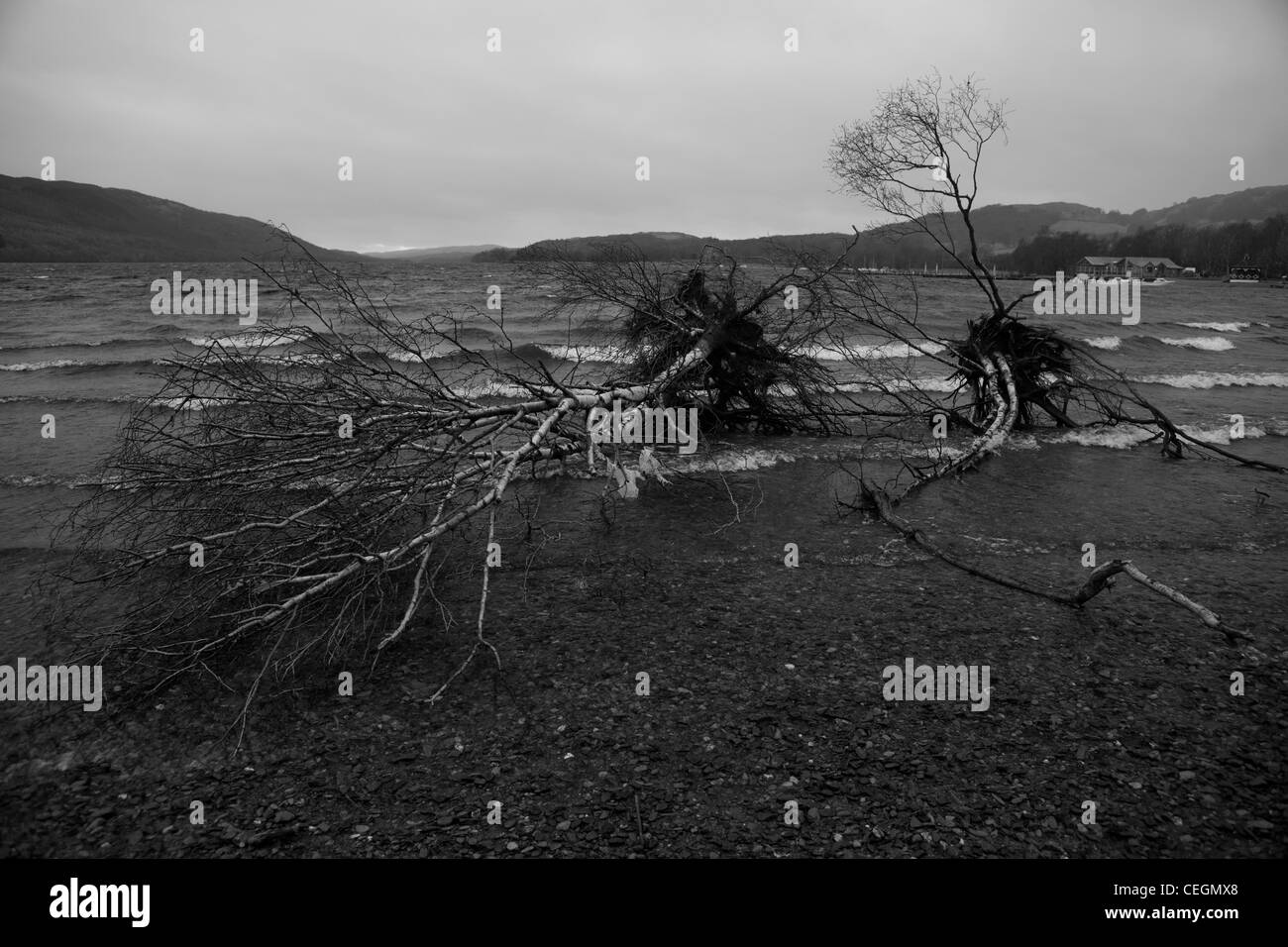 Entwurzelte Bäume auf der Seite des Sees nach einer stürmischen Zeit Stockfoto