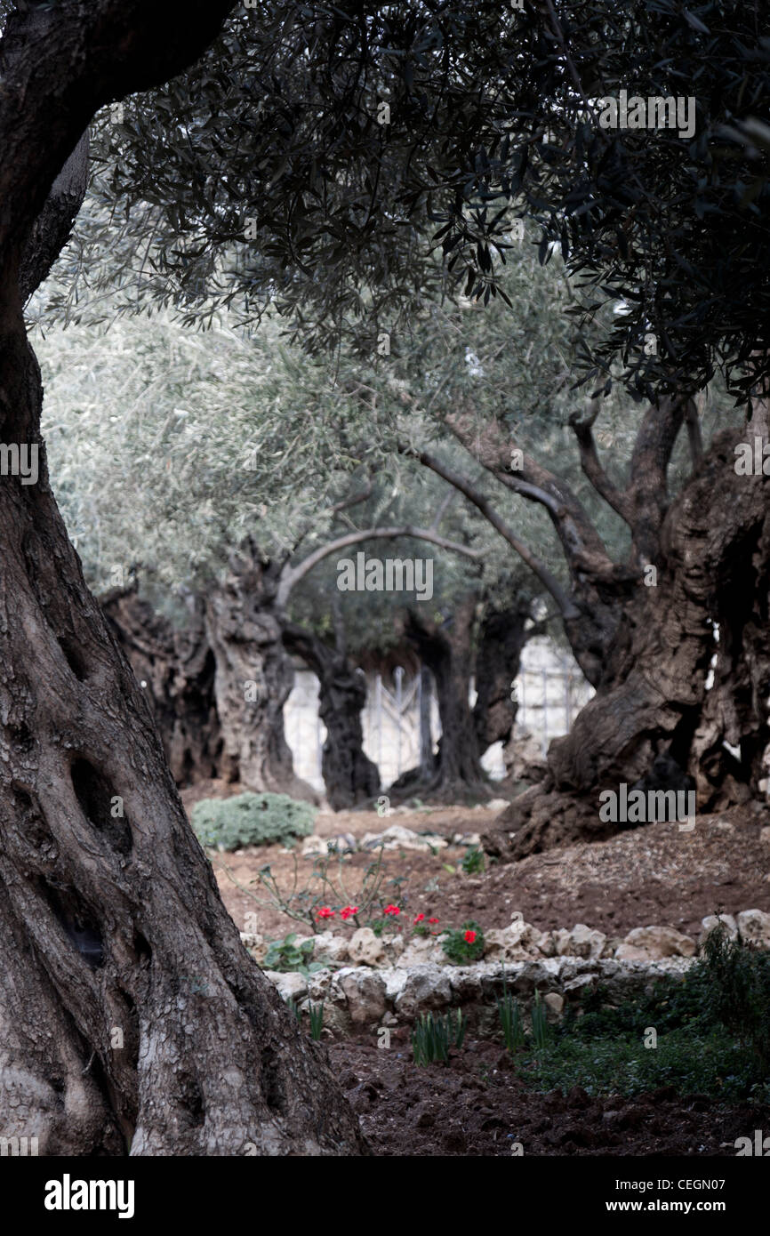 Der Garten von Gethsemane in Jerusalem Stockfotografie Alamy
