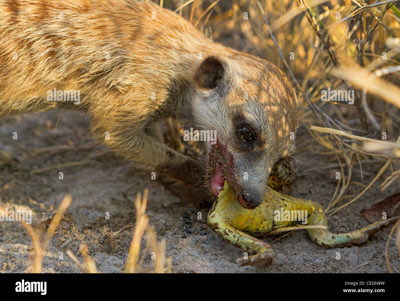 Erdmännchen essen einen Frosch. Makgadikgadi Pan, Salzpfanne, Botswana Stockfoto