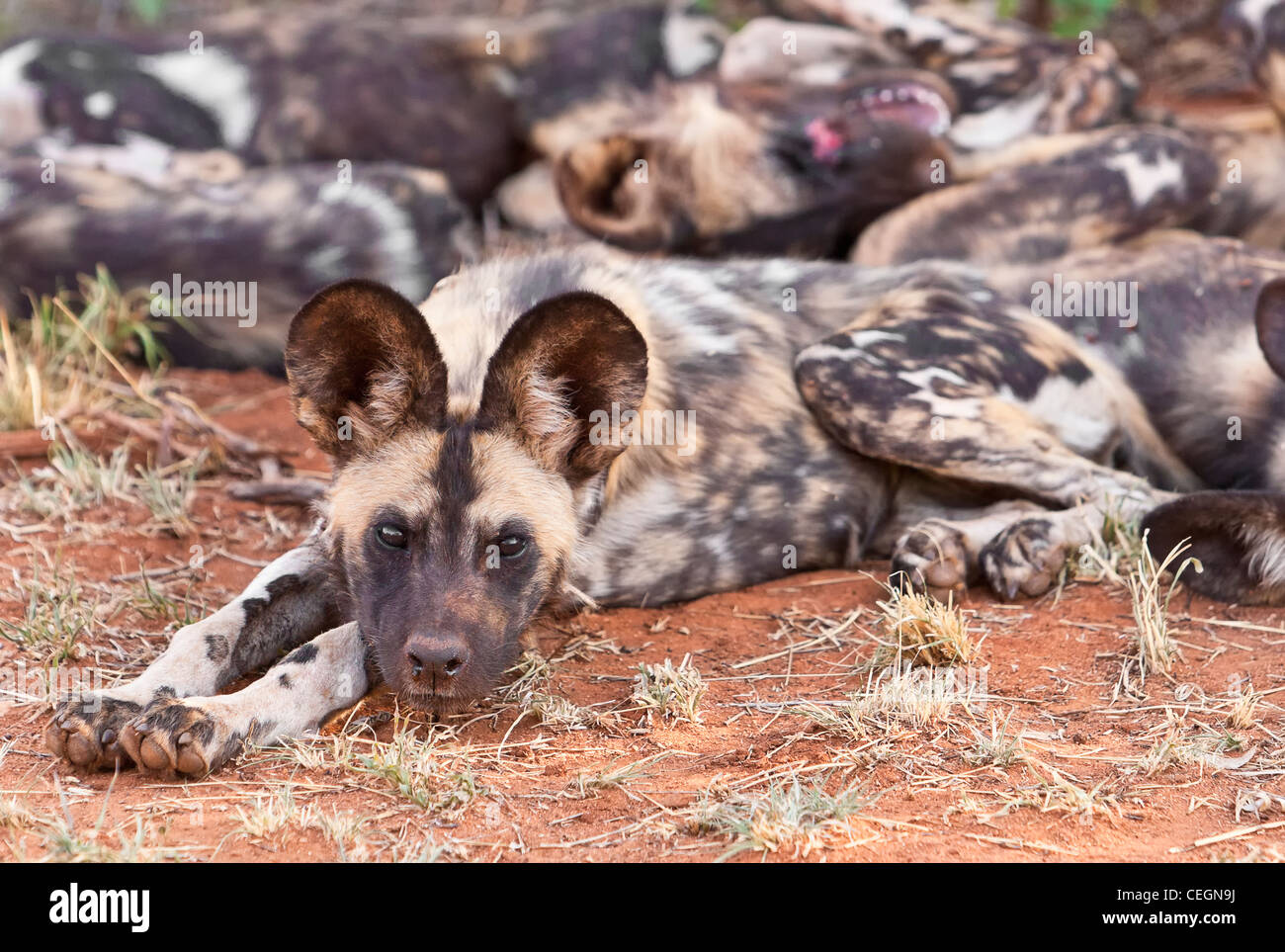 Afrikanischer Wildhund (Lycaon pictus) afrikanisch bemalter Hund, der auf dem Boden liegt. Madikwe Game Reserve, Südafrika Stockfoto