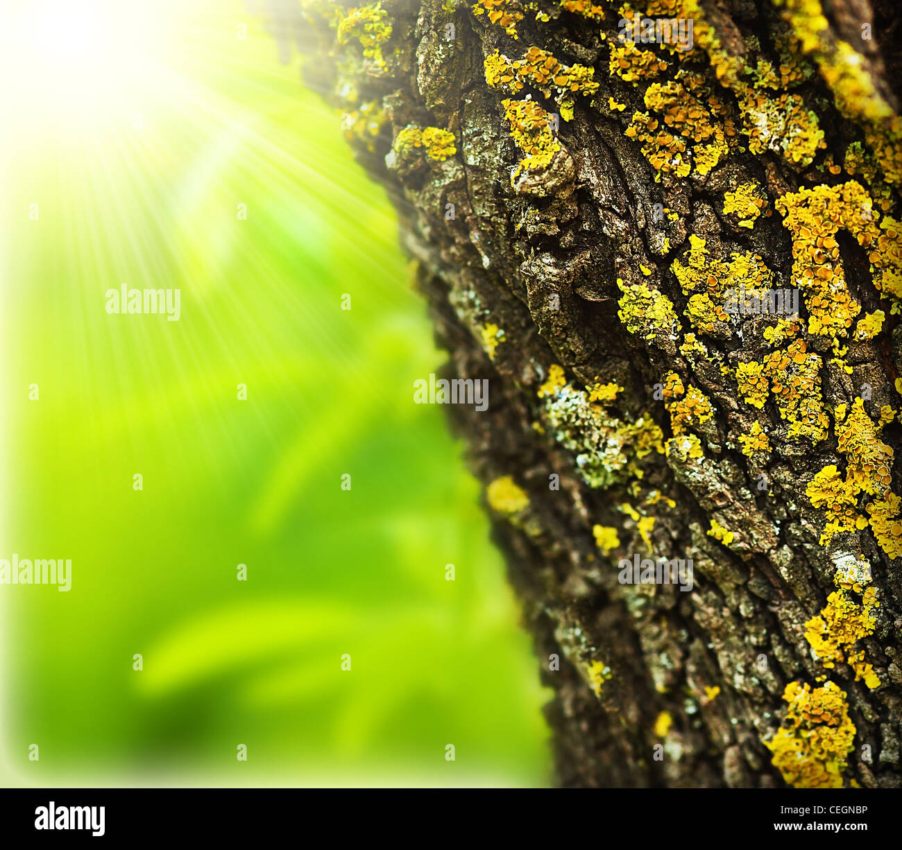 Frühling abstrakten Hintergrund Wald, auf alten Baumstamm, sonnigen Frühling Tag, schöne Natur Makro Details hautnah Stockfoto