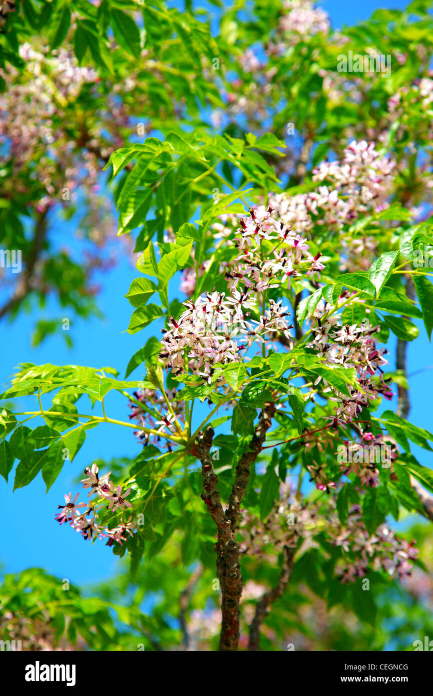 Frische blühende Blumen im grünen Baum Frühling Leben in der Natur Stockfoto