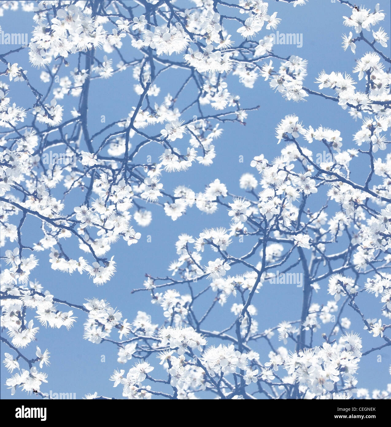 Blühenden Frühling Baum Hintergrund, Zweige mit weißen Blüten über blauen Himmel Stockfoto