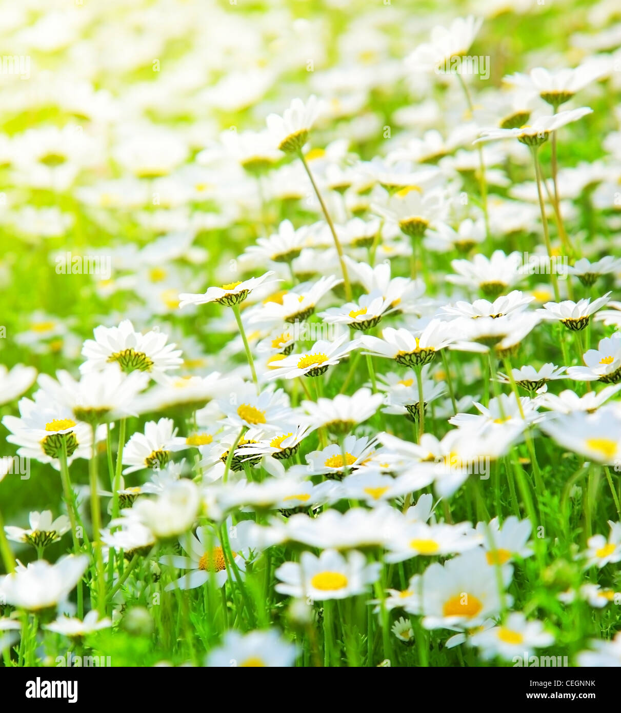 Frühlingswiese weiße frische Gänseblümchen Blumen mit hellen Sonnenlicht, Naturlandschaft Stockfoto