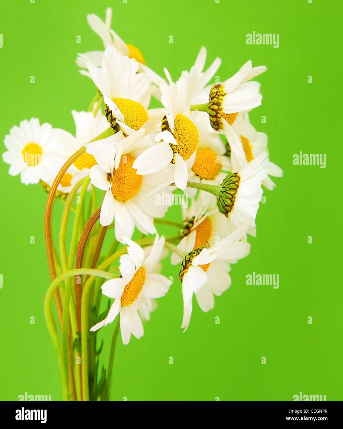 Frische Gänseblümchen Blumen Blumenstrauß über grünem Hintergrund isoliert Stockfoto