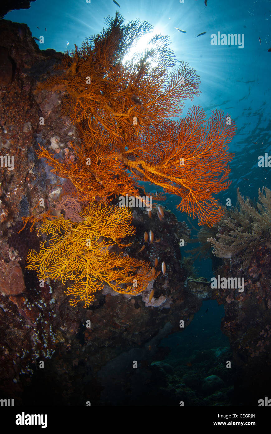 Eine unberührte Korallenriff mit Gorgonien (Gorgonien) in Indonesien. Stockfoto